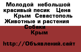 Молодой, небольшой, красивый песик › Цена ­ 1 - Крым, Севастополь Животные и растения » Собаки   . Крым